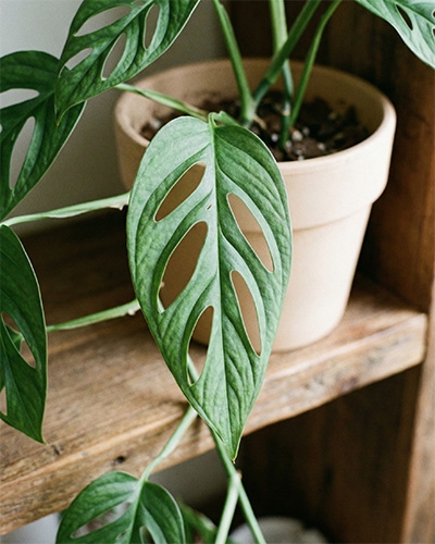 Feuilles ajourées de Monstera acuminata en pot, plante d’intérieur au feuillage décoratif